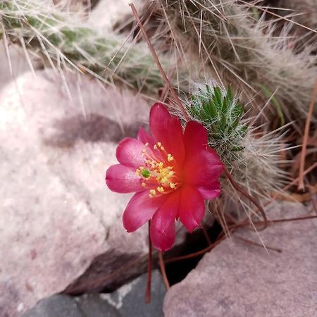 Cabana Flor De Cardon-Juella. Exteriér fotografie