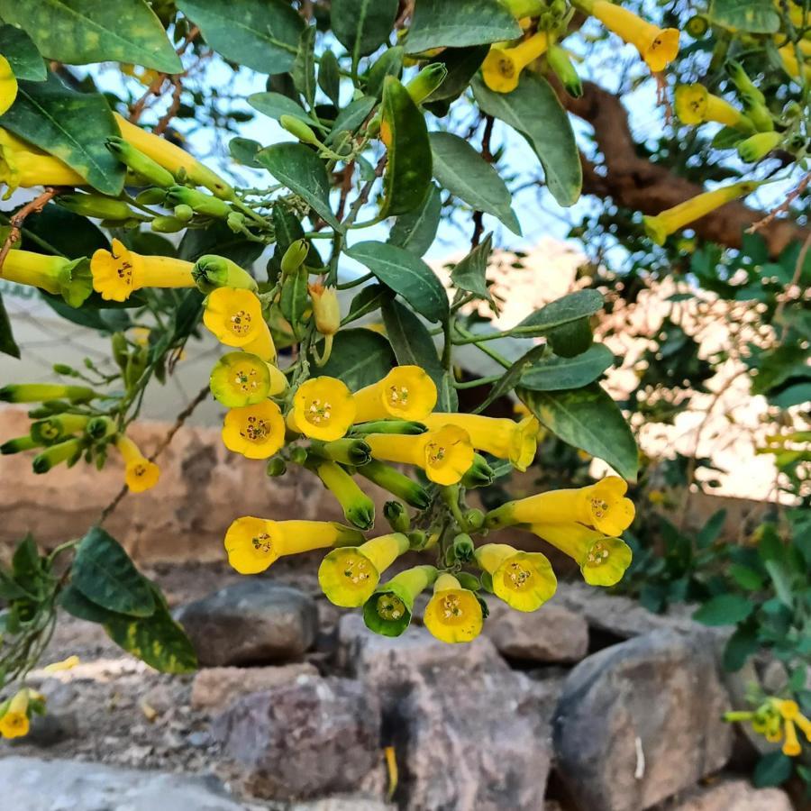 Cabana Flor De Cardon-Juella. Exteriér fotografie